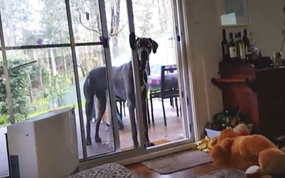 His Human Tells This Great Dane It’s Bath Time. Now Watch The Dog’s Hilarious Unexpected Reaction!