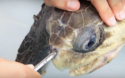 After You See What They Pull Out Of This Sea Turtle’s Nose You Will Never Litter Again!