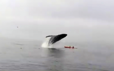 This Giant Humpback Whale Jumps Out Of The Water And Lands On Kayakers. The Result Is Terrifying!