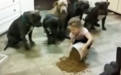 This Girl Gets In Between A Pack Of Pit Bulls And Their Food. Now Watch Their Unexpected Reaction!
