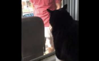 Watch This Cat Freak Out When He Meets His New Puppy Sister.