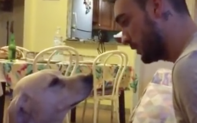 This Guilty Dog Just Got Caught. Now Watch His Unexpectedly Surprising Reaction!