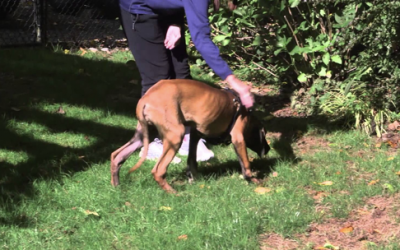 Dog Lived In A Rusty Cage At A Meat Farm. Watch His Reaction When He Walks On Grass For The First Time!