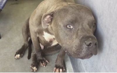 Pit Bull Saved From A Fighting Ring. Now Watch His Unexpected Reaction When He Feels Love For The First Time!