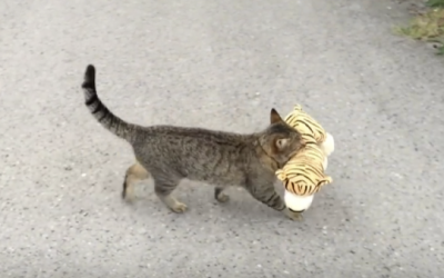 THIS Cat Sneaks Into The Neighbors House To Steal His Favorite Toy. Now Watch What He Does With It!