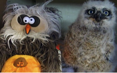Nobody Believed Her When She Described Her Owls Nightly Ritual. So She Caught THIS Video