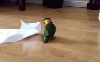 Parrot Finds A Paper Towel On The Floor Then Proceeds To Do The Funniest Dance!