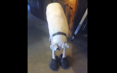 This Pup Steps Into His Human’s Pair Of Crocs. His Next Move Is HILARIOUS!