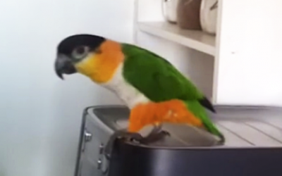 He Wanted His Parrot To Talk. But He Never Expected It To Do THIS