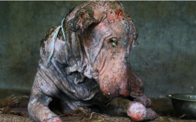 They Found This Dog On The Side Of The Road Dying. 2 Months Later A Stunning Transformation!