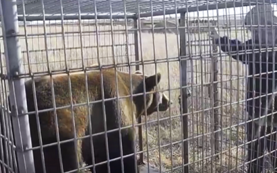 17 Bears Were Held Captive In Concrete Pits For Years. Their Reaction When They Are Freed Is Priceless!