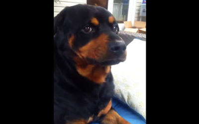 This Rottweiler’s Human Asks Him To Show His Mean Face. Now Watch The Pup’s Reaction!