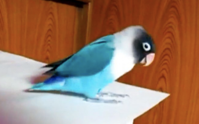 Every Night Daddy Puts On The River Dance Music. The Parrot Proceeds To Do The Most Hysterical Moves.