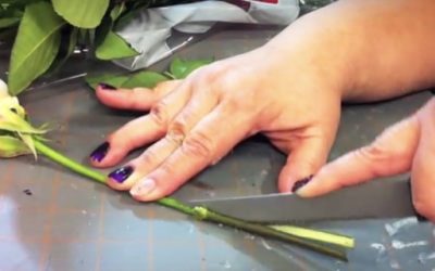 This Woman Starts Cutting The Stems Of These Roses. When She’s Done Unexpectedly STUNNING!