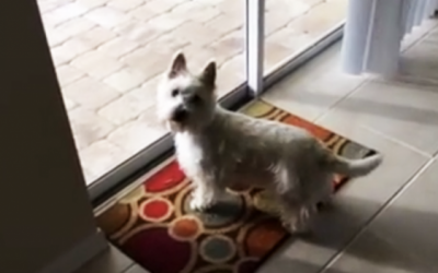 This Pup Has The Cutest Freak Out In Her New House When She Notices THIS Strange New Thing Outside!