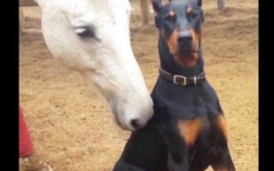 They Call This Dog The “The Horse Whisperer.” The Reason Why Is UNREAL!