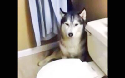 She Tells Her Stinky Dog He Needs A Bath. He Proceeds To Throw The Most Hysterical Tantrum.