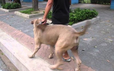 Watch Mama Cat Protect Her Kitten From Huge Dog.
