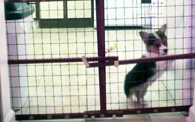 He Couldn’t Figure Out How His Pup Kept Escaping So He Set Up A Hidden Camera and Caught THIS Surprise!