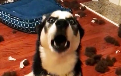 Human Confronts His Dog About The Mess. The Dog Denies It With The Most Hysterical Tantrum.