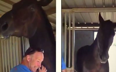 He Scratches This Giant Horse’s Neck. Now Watch The Horses Unexpected Reaction!