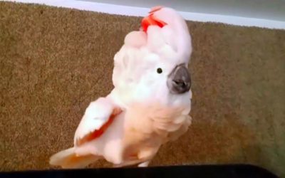 Dad Tells His Bird It’s Time To Go In The Cage. He Proceeds To Throw The Most Hysterical Tantrum!