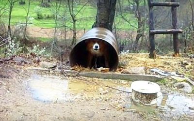 She Drives By A Dog Chained Outside In Extreme Weather. Then She Writes THIS And Changes Everything