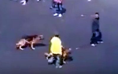 He Thought It Was Funny To Throw A Brick At 2 Dogs. He Wasn’t Ready For This Unexpected Surprise!