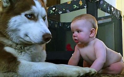 This Husky Attempts To Act Tough In Front Of The Baby. But After The Baby Does THIS I Lost It!