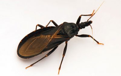 This Isn’t a Normal Insect. If You See One Do Not Go Near It. The Reason is Terrifying!