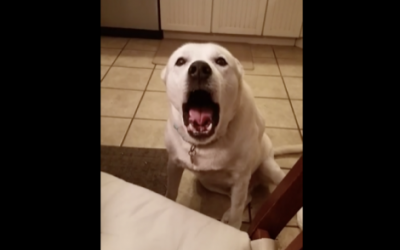 Nobody Believed Mom When She Described Her Dog’s Nightly Ritual. So She Caught This!