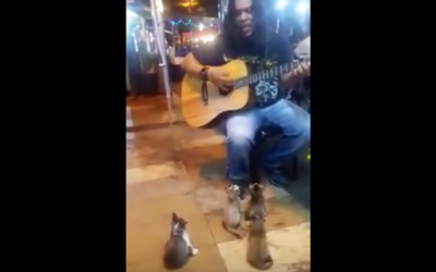 Kittens Walk Up To a Street Performer With a Guitar. Now Watch Their Reaction When The Music Begins!