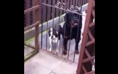 This Guy Says Hello To These 2 Pups. Now Watch The Small Ones Unexpected Response!