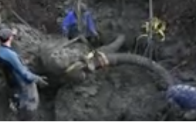 Farmer Was Working His Field When He Noticed Something Strange. He Proceeds To Dig Up THIS