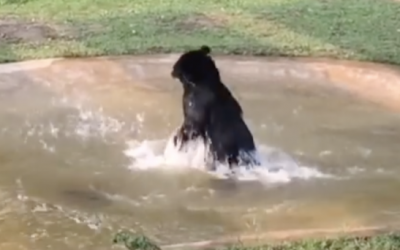 This Bear Was Locked In a Rusty Cage For His Whole Life. Now Watch His Reaction When They Free Him!