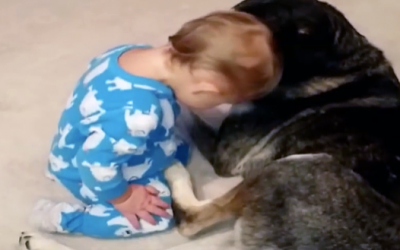 This Sleepy Little Boy Struggles To Stay Awake. But What The Dog Does Is Priceless!