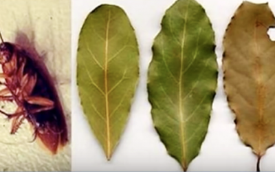 If You Put Some Of These Leaves In and Outside Your Home Will Get Rid Of All Cockroaches For Good!