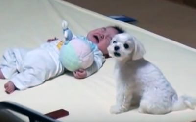 Baby’s Parents Couldn’t Stop His Crying. But Watch What Proceeds When The Dog Does THIS