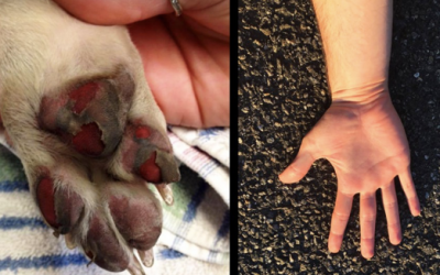 Stop This From Happening To Your Dog’s Paws This Spring and Summer Using This 5 Second Trick!