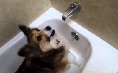 Video: This Pup’s Mom Asks Her If She Wants To Take a Shower. Her Response Is Priceless!