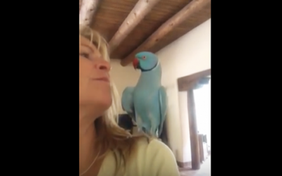 Nobody Believed Her When She Described Her Parrot’s Afternoon Ritual. So She Caught THIS!