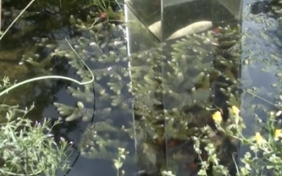 Video: He Takes an Aquarium And Turns It Over So It’s Inverted. The Result Is STUNNING!