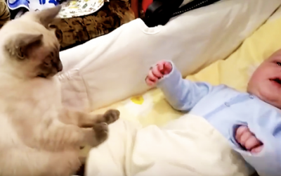 VIDEO: Mommy Attempts To Calm Down Her Fidgety Baby. But Watch How The Kitty Reacts.