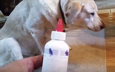 This Dog’s Human Tells Her It’s Time To Clean Her Ears. Her Reaction Is Hysterical.