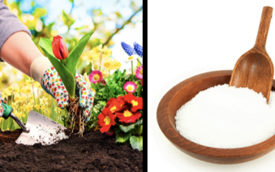 Whenever She Goes To Her Yard To Garden She Brings Epsom Salt. The Reason Is Brilliant.