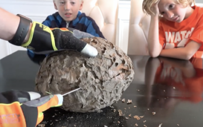 Dad Slices Open A Wasps Nest In Front of Them. What He Reveals Inside Is So Awesome!