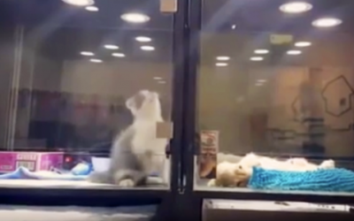 Kitten Stuck In Cage Is Desperate To Visit Her Puppy Best Friend. How She Does It Is Incredible!