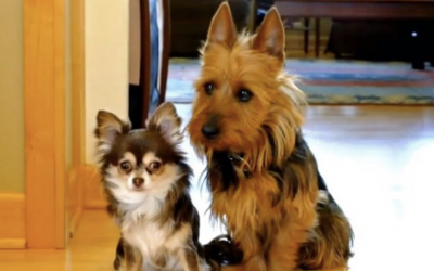 Mama Confronts Her Dogs About The Poop In The Kitchen. The Pup Points And Rats Out The Guilty Party.