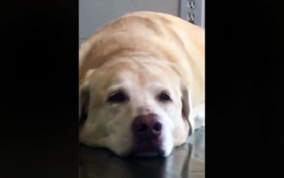 Mama Asks Her Dog To Make His Happy Face. He Proceeds To Make The Most Hysterical Face Ever.
