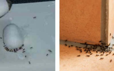 Instead of Spending $200 on an Exterminator Do THIS $2 Trick To Get Rid of Your Ant Problem!